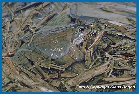 Grasfrosch  Rana temporaria Mnnchen und Weibchen kurz vor dem Ablaichen.