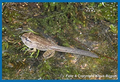 Vorder- und Hinterbeine der Larve des Grasfrosches  Rana temporaria sind ausgebildet.