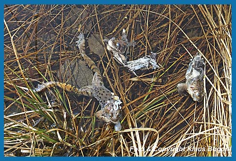 Durch den Waschbren gettete und teils verzehrte Grasfrsche