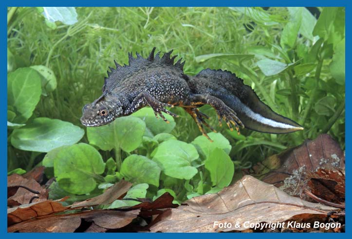 Kammolch  Triturus cristatus Mnchen im Paarungskleid.