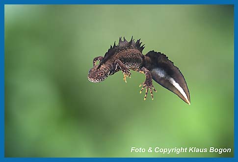 Kammolch-Mnnchen schwebt unter der Wasseroberflche.