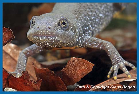 Kammolch  Triturus cristatus, Weibchen