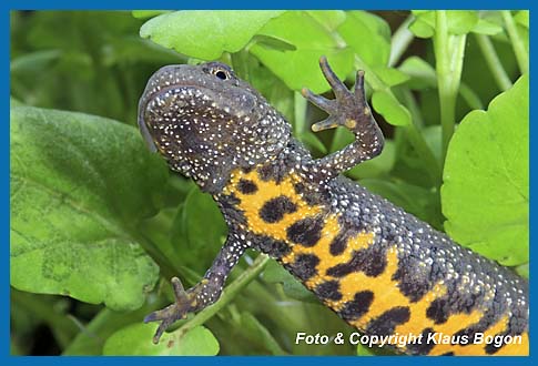 Kammolch  Triturus cristatus, Weibchen mit gelber Unterseite.