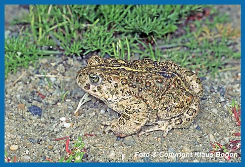 Kreuzkrte  Bufo calamita