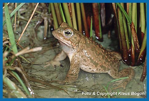 Kreuzkrte  Bufo calamita, im Laichgewsser.