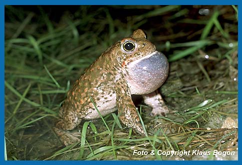 Die Paarungsrufe der Kreuzkrte  Bufo calamita, sind bei Windstille bis in 1 km Entfernung zu hren.