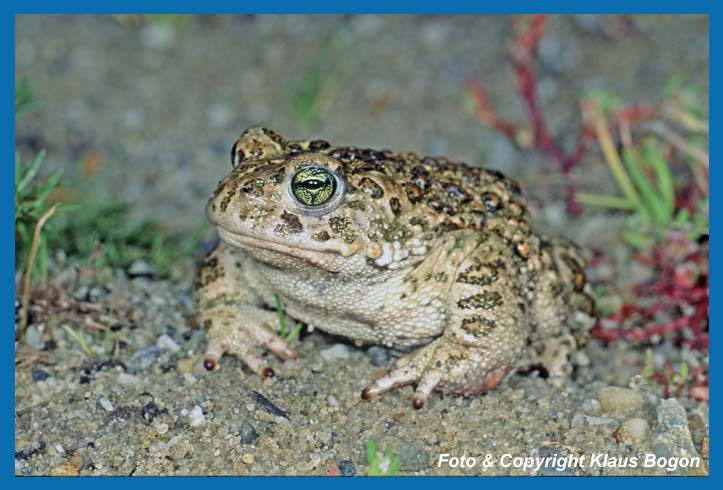 Kreuzkrte  Bufo calamita