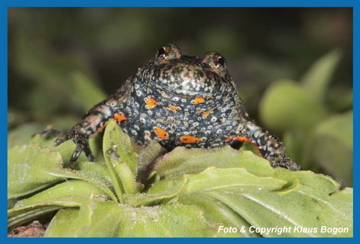 Rotbauchunke  Bombina bombina, Portrt.