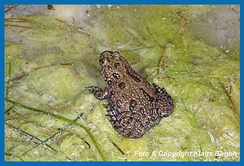 Rotbauchunke  Bombina bombina auf Fadenalgen am Gewsserrand eines flachen Tmpel,