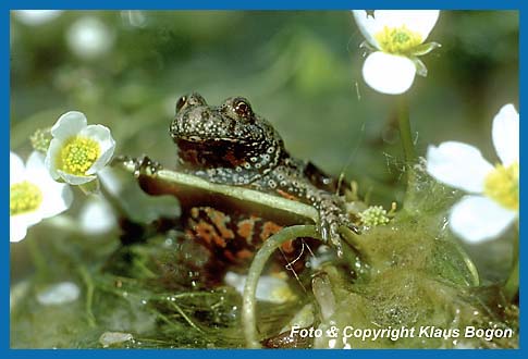 Rotbauchunke  Bombina bombina, die Gre der gelben Flecken am Bauch, knnen bei jedem Tier von unterschiedlicher Gre sein., wie auch auf dem Bild oben zu sehen ist.