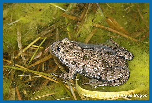 Rotbauchunke  Bombina bombina im Ufersaum des Laichgewssers.