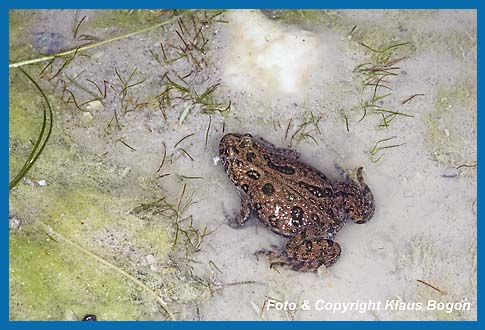 Rotbauchunke  Bombina bombina im seichten Wasser am Rand eines Sees.