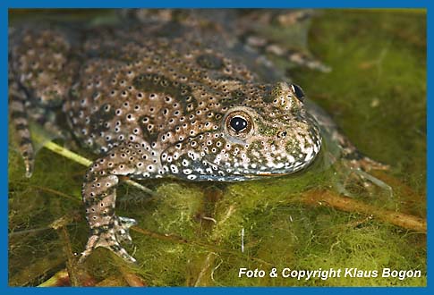 Rotbauchunke  Bombina bombina, Portrt.