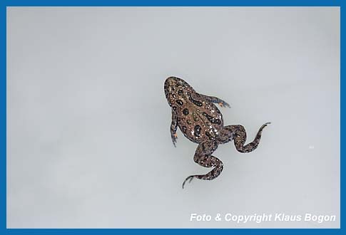 Rotbauchunke  Bombina bombina schwimmt auf der Wasseroberflche am Seerand. Durch den Wellenschlag aufgewirbelte graue Sedimente verfrben das Wasser.