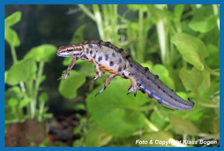 Teichmolch  Triturus vulgaris, Mnnchen schwebt im Wasser.