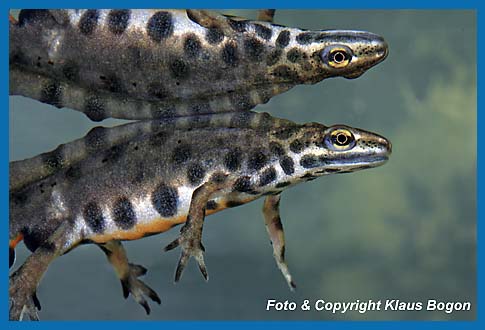 Portrt eines an der Wasseroberflche schwebenden Teichmolch-Mnnchen.