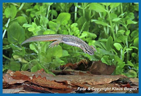 Teichmolch  Triturus vulgaris, Weibchen schwebt im Wasser.