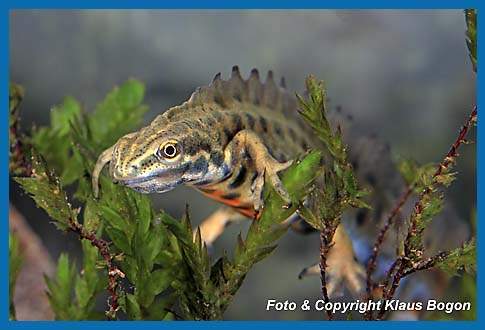 hnlichkeit mit einem kleinen Drachen hat dieses Teichmolch-Mnnchen.