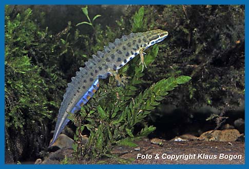 Teichmolch  Triturus vulgaris, Mnnchen im Paarungskleid.