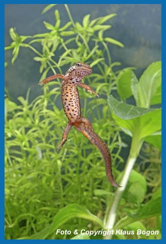 Teichmolch  Triturus vulgaris, Weibchen schwebt im Wasser.