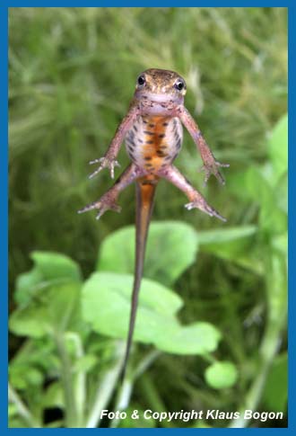 Teichmolch  Triturus vulgaris, Weibchen schwebt im Wasser.