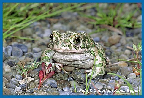 Wechselkrte  Bufo viridis