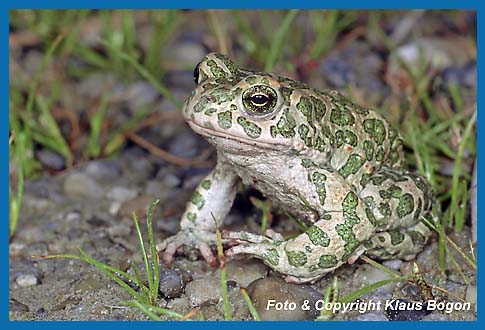 Wechselkrte  Bufo viridis