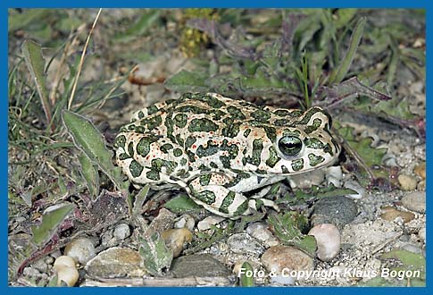 Wechselkrte  Bufo viridis