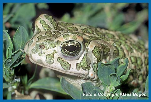 Portrt Wechselkrte  Bufo viridis.