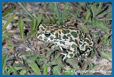 Wechselkrte  Bufo viridis