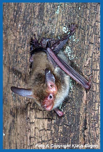 Bechsteinfledermaus (Myotis bechsteinii) kurz vor dem Abfliegen.