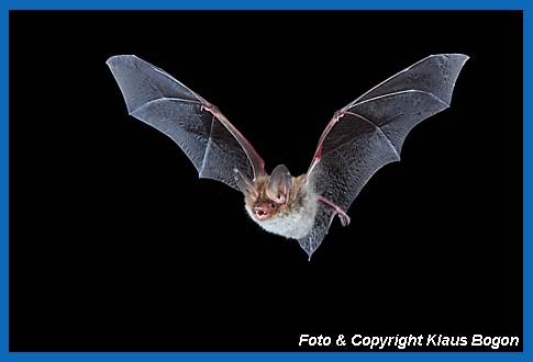 Fliegende Bechsteinfledermaus (Myotis bechsteinii)