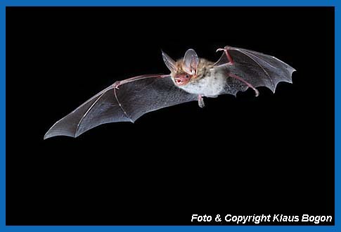 Fliegende Bechsteinfledermaus (Myotis bechsteinii)