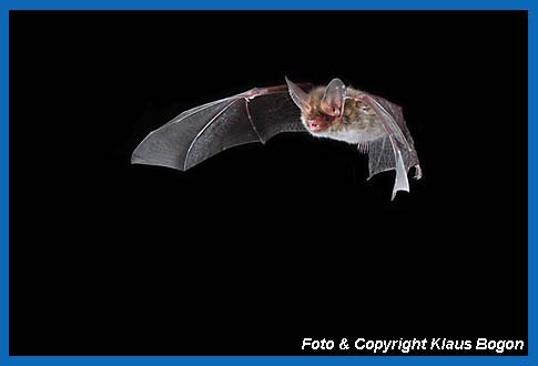 Fliegende Bechsteinfledermaus (Myotis bechsteinii)