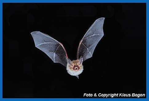 Fliegende Bechsteinfledermaus (Myotis bechsteinii)