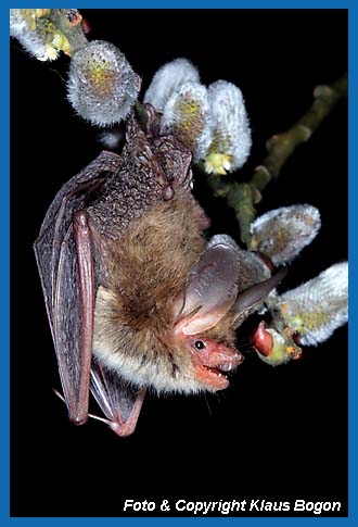 Bechsteinfledermaus (Myotis bechsteinii) ruht am Weidenzweig