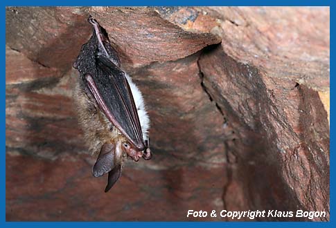 Nur selten sind Bechsteinfledermäuse in Stollen und Höhlen anzutreffen.