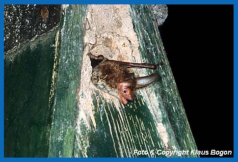 Bechsteinfledermaus verlt Vogelnistkasten