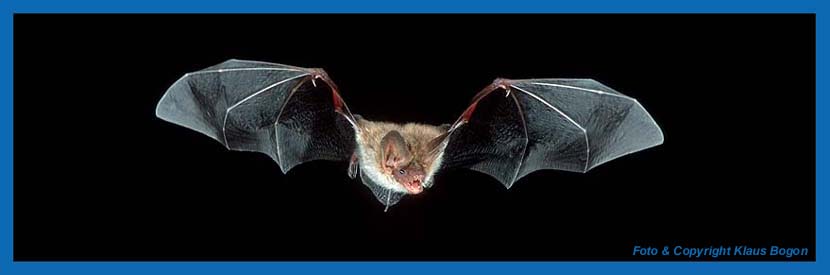 Fliegende Bechsteinfledermaus (Myotis bechsteinii)