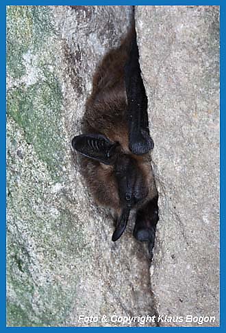 Breitflgelfledermaus berwintert in einer Felsspalte