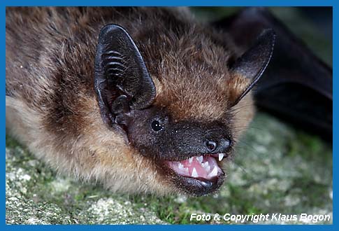 Breitflgelfledermaus   (Eptesicus serotinus)  Portrt