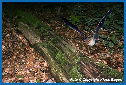 Gr. Mausohr jagd ber Waldboden nach Laufkfer.