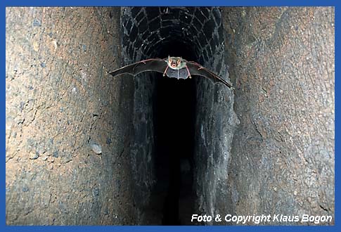 Großes Mausohr durchfliegt eine unterirdische Wasserleitung.