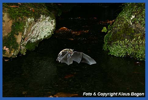 Jagende Wasserfledermaus.