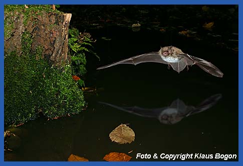 Jagende Wasserfledermaus.