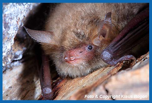 Portrt der Fransenfledermaus Myotis nattereri.