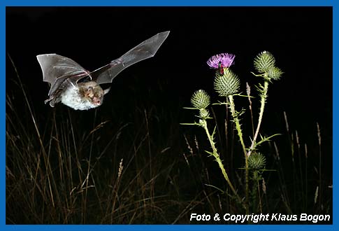 Jagende Fransenfledermaus Myotis nattereri