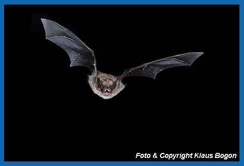 Flugaufnahme einer Groen Bartfledermaus Myotis brandtii.