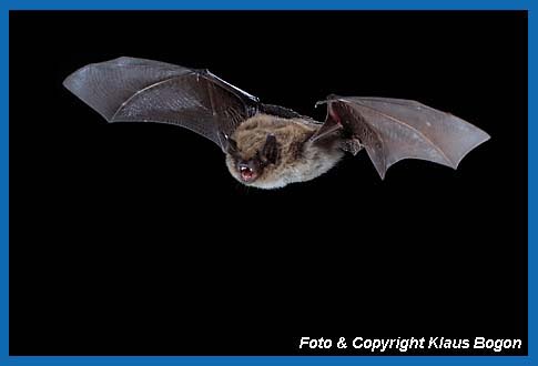 Flugaufnahme einer Groen Bartfledermaus Myotis brandtii.