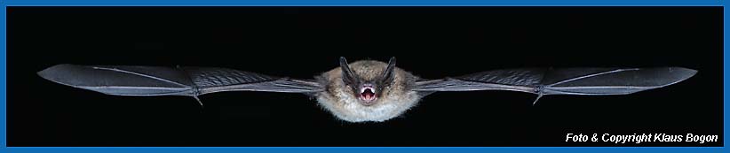 Fliegende Groe Bartfledermaus Myotis brandtii.